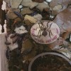 ISOPOD